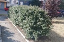 Санитарная обрезка деревьев Санитарная обрезка деревьев